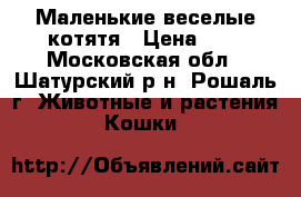 Маленькие веселые котятя › Цена ­ 1 - Московская обл., Шатурский р-н, Рошаль г. Животные и растения » Кошки   